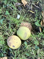 Juglans nigra