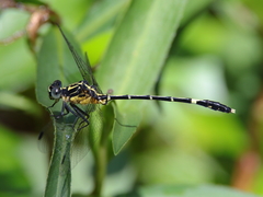Austrogomphus prasinus