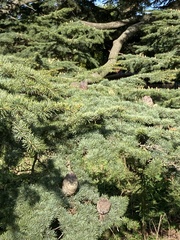 Cedrus libani