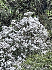 Olearia rani