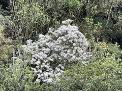 Olearia rani