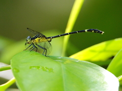 Austrogomphus prasinus