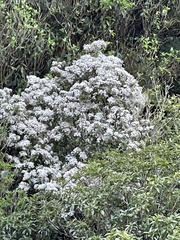 Olearia rani