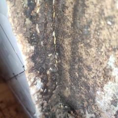 Coptotermes formosanus