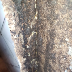 Coptotermes formosanus