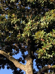 Magnolia grandiflora
