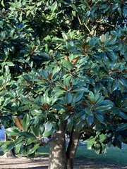 Magnolia grandiflora