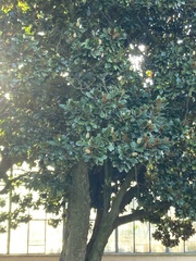 Magnolia grandiflora
