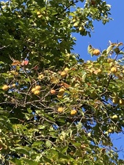 Diospyros kaki