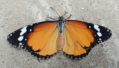 Danaus chrysippus