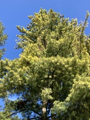 Pinus wallichiana