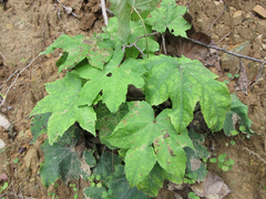 Kalopanax septemlobus