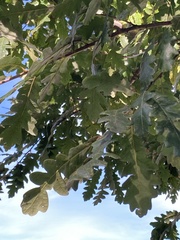 Quercus cerris