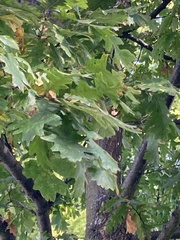Quercus cerris