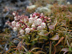 Gaultheria colensoi