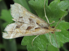 Diasemia accalis