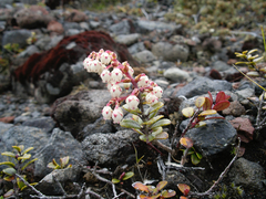 Gaultheria colensoi