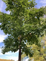 Quercus cerris