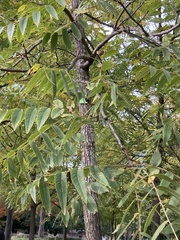 Juglans nigra