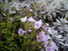 Veronica hookeriana