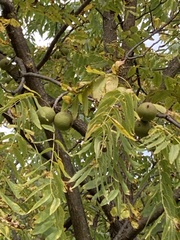 Juglans nigra