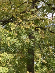 Juglans nigra