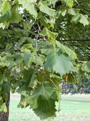 Corylus colurna