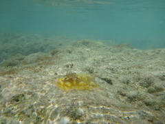 Asteronotus cespitosus