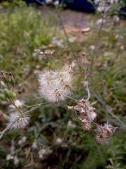 Cyanthillium cinereum