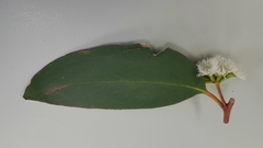 Eucalyptus obstans