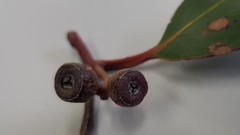 Eucalyptus obstans