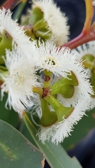 Eucalyptus obstans