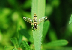 Sphaerophoria menthastri
