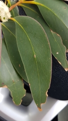Eucalyptus obstans