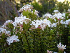 Pimelea buxifolia