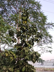 Tectona grandis