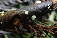 Pezicula cinnamomea