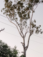 Eucalyptus tereticornis
