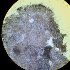 Pezicula cinnamomea