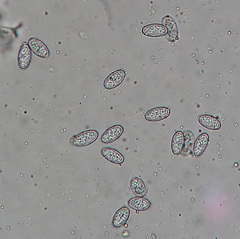 Pezicula cinnamomea