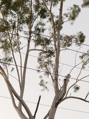 Eucalyptus tereticornis