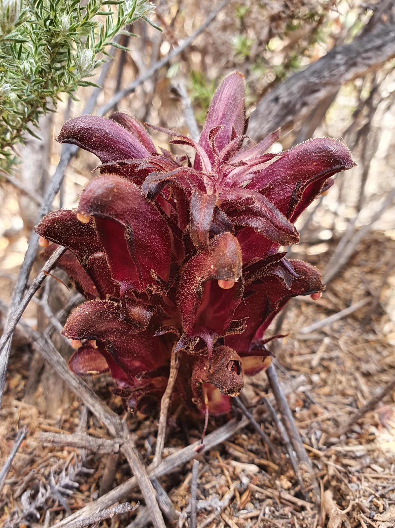 Black Catsnails (Hyobanche atropurpurea)
