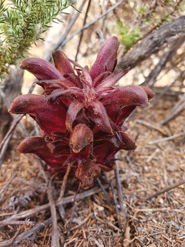 Image of Black Catsnails (Hyobanche atropurpurea) by (c) Corli du Toit Smith, some rights reserved (CC BY)