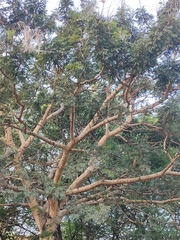 Mimosoideae