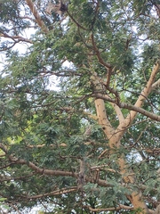 Mimosoideae