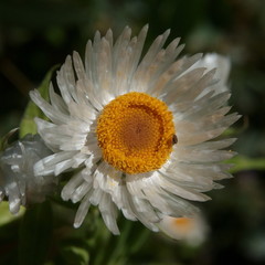 Coronidium boormanii