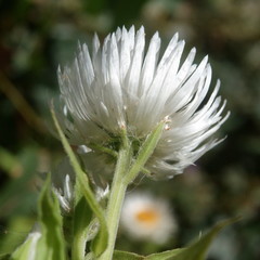 Coronidium boormanii