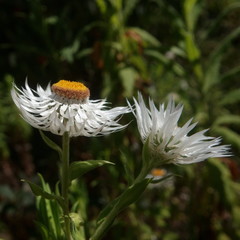 Coronidium boormanii