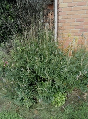 Salvia uliginosa