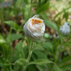 Coronidium boormanii